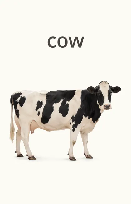 Sample card: cow