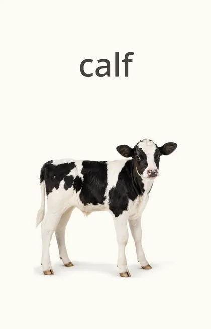 Sample card: calf
